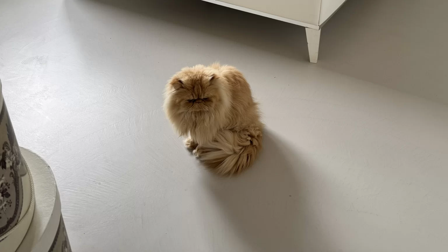 pavimento in resina adatto anche per animali